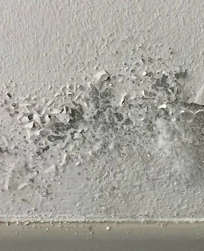 reparar-humedades-en-paredes-interiores